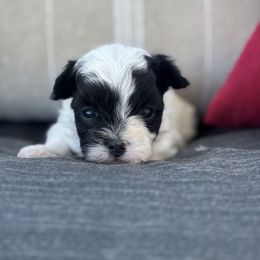 Buddy - male Maltipoo puppy in Greenville, North Carolina from ENC Goldendoodles