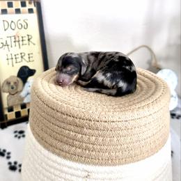 Boy 2 Dark Blue Dapple - Dapple male Dachshund puppy in Burkesville, Kentucky from Bline’s Awesome Aussies & Doxies at the Bline Family Farm