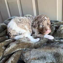 Boy 2 - Merle male Cavapoo puppy in Danielsville, Georgia from Meg's Doodles and Poodles