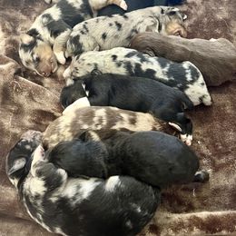 Australian Shepherd, Miniature Australian Shepherd, and Toy Australian Shepherd Puppies from V5 Mini Aussies