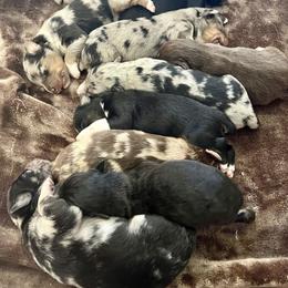 Australian Shepherd, Miniature Australian Shepherd, and Toy Australian Shepherd Puppies from V5 Mini Aussies