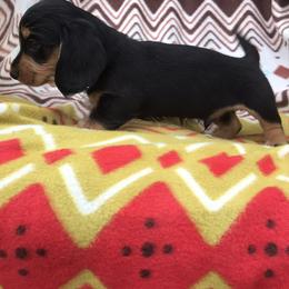 Dachshund Puppies from Mohawk Creek Dachshunds