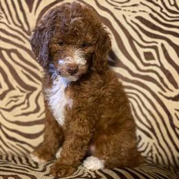 Goldendoodles from Terra Sconiers's Goldendoodles