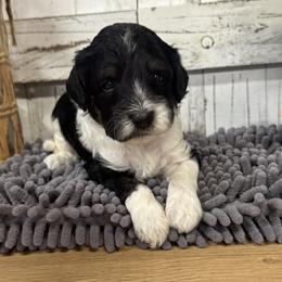 Blue Collar Boy 2150.00 - Black and white male Cavapoo puppy in Alvin, Texas from JP Southern Doodles