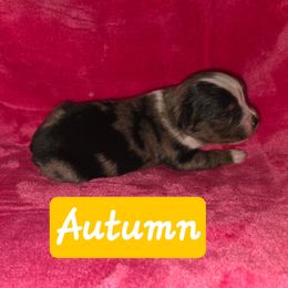 Autumn - Blue merle female Toy Australian Shepherd puppy in Forney, Texas from Texas Talent Toy Aussie's