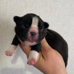 Draxx - Black and white male Boston Terrier puppy in Purdy, Missouri from Shotgun Pups