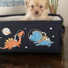 Cockapoo and Poodle Puppies from Nikol Nik