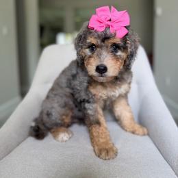 Sunny - Merle female Bernedoodle puppy in Loxahatchee, Florida from SR. Doodle pupps