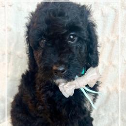 BENEDICT - Black male Goldendoodle puppy in Houston, Texas from Pia’s Doodle Poodle Wag