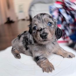 Dorothy - Dapple female Dachshund puppy in Richmond, Virginia from Irresistible Dachshunds & Cavaliers