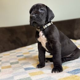 Lennon - Black male Great Dane puppy in Waseca, Minnesota from Northern Soul Great Danes