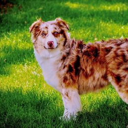 Roxy - Miniature Australian Shepherd