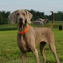 Prada - Weimaraner