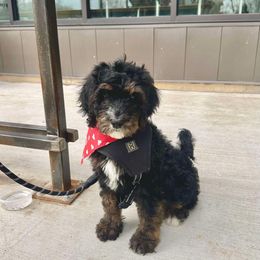 Noel - Black and white Bernedoodle puppy in Benton, Arkansas from B&K Doodles, LLC