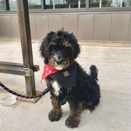 Noel - Black and white Bernedoodle puppy in Benton, Arkansas from B&K Doodles, LLC