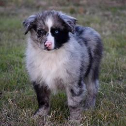 Cashew - Blue merle male Miniature Australian Shepherd puppy in Evant, Texas from Lazy VT Bar Ranch