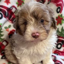 Baxter - Red merle male Aussiedoodle puppy in Maysville, Missouri from Mini AussieDoodles on Meadow Lane