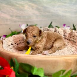 Gnarly (yellow) - Red  male Goldendoodle puppy in Haltom City, Texas from Ohana Doodles