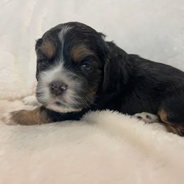 Cocker Spaniel Puppies from Jennifer Dees