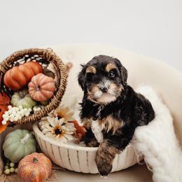 Thankful - Tri-color female Bernedoodle puppy in Athens, Alabama from Brewing Doodles