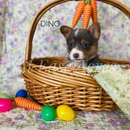 American Corgi and Pembroke Welsh Corgi Puppies from At Ease Acres