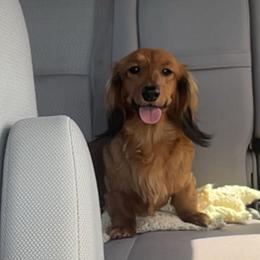 Dachshund All Grown Up from Sweet Heaven Dachshunds