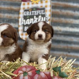 Miniature Australian Shepherd Puppies from P's Aussies