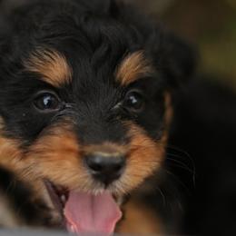 Sookie - Black tri-color female Aussiedoodle puppy in Orleans, Indiana from Mae Blossom Puppies