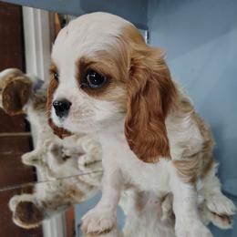 Vince - Blenheim male Cavalier King Charles Spaniel puppy in Phoenix, Arizona from Royal Desert Cavaliers
