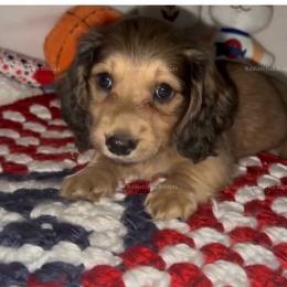 Mr. Buggs Bunny - Cream male Dachshund puppy in Washington from Beautiful Doxies