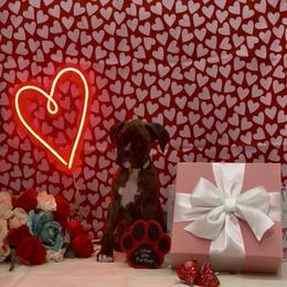 Oogie Boogie - Brindle male Boxer puppy in La Vernia, Texas from Chilham Boxers