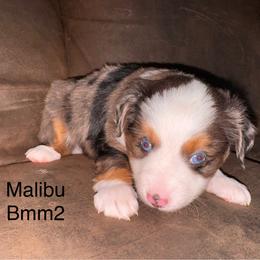 Blue Merle male 2 - Blue merle male Miniature Australian Shepherd puppy in Redding, California from Lavish Luxuries Mini and Toy Australian Shepherds