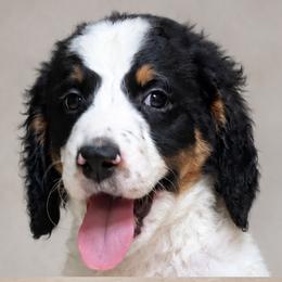 Girl 5 - female Bernedoodle puppy in Henderson, Colorado from Huggable Bernedoodles of Colorado LLC