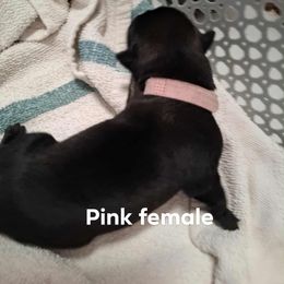 Pink female - Black female Belgian Malinois puppy in Fort Worth, Texas from North Texas Working Malinois