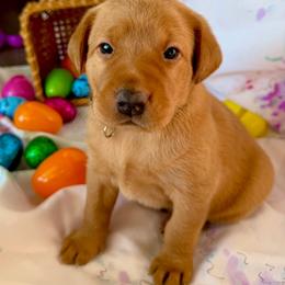 Black collar - Yellow male Labrador Retriever puppy in South Dakota from S&S Kennels LLC