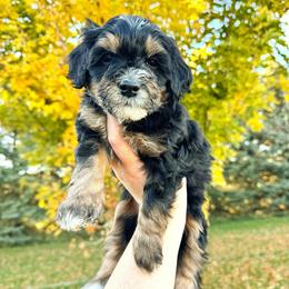 Tanya - Tri-color female Bernedoodle puppy in Idaho Falls, Idaho from Idahome Doodle
