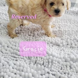 Girl 1 - Schnoodle puppy in Leitchfield, Kentucky from Eveleigh Acres Puppies