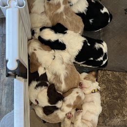 English Springer Spaniel Puppies from English Springer Spaniels at Lands Lodge