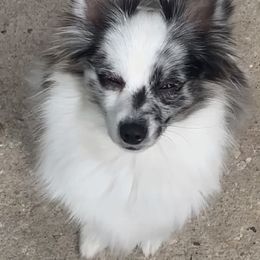 Chula - Pomeranian
