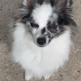 Chula - Pomeranian