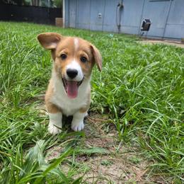 Agustín - Sable and white male American Corgi puppy in Tallahassee, Florida from Koko's Korgis