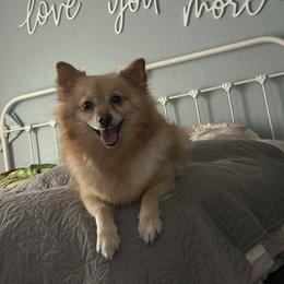Roxy - Pomeranian