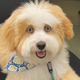Aussiedoodles from 5 Cent Doodle Dogs