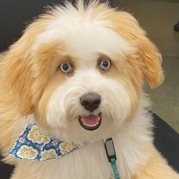 Aussiedoodles from 5 Cent Doodle Dogs