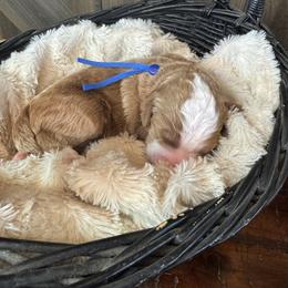 Rudolph - Yellow and white male Bernedoodle puppy in New Market, Virginia from Frosty & Ginger Co Home of Doodles