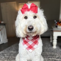 Millie  - Goldendoodle