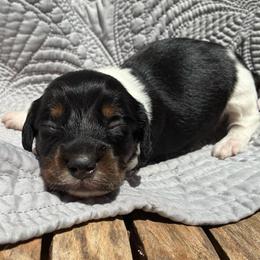 Memphis - Piebald male Dachshund puppy in Dobson, North Carolina from Oakleys Dachshund Haven