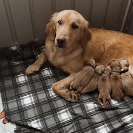 Golden Retriever puppies from Bee’s Retrievers