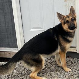 Luna - German Shepherd