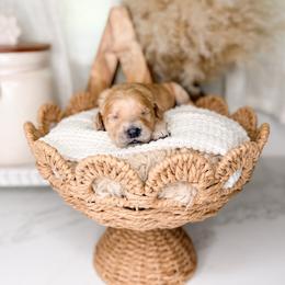 Outlaw - Apricot male Goldendoodle puppy in Ooltewah, Tennessee from Allison Family Doodles